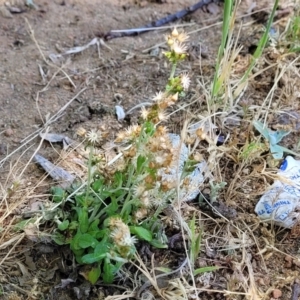 Gamochaeta impatiens at Sullivans Creek, Lyneham South - 1 Nov 2023 11:57 AM