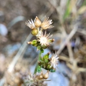 Gamochaeta purpurea at Lyneham, ACT - 1 Nov 2023