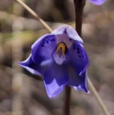 Thelymitra x truncata (Truncate Sun Orchid) at QPRC LGA - 1 Nov 2023 by Csteele4