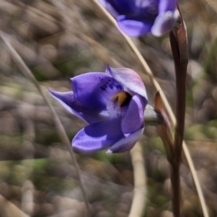 Thelymitra x truncata at Captains Flat, NSW - suppressed