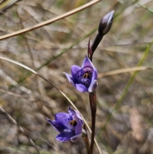 Thelymitra x truncata at Captains Flat, NSW - suppressed