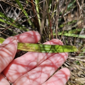 Thelymitra x truncata at Captains Flat, NSW - suppressed