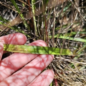 Thelymitra x truncata at Captains Flat, NSW - suppressed