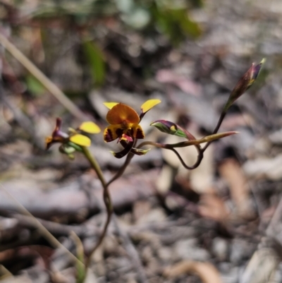 Diuris semilunulata (Late Leopard Orchid) at Captains Flat, NSW - 1 Nov 2023 by Csteele4