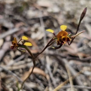 Diuris semilunulata at Captains Flat, NSW - suppressed