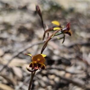 Diuris semilunulata at Captains Flat, NSW - suppressed