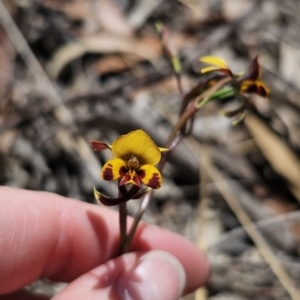 Diuris semilunulata at Captains Flat, NSW - suppressed