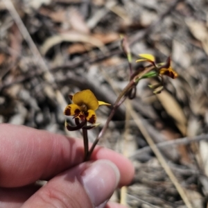 Diuris semilunulata at Captains Flat, NSW - suppressed