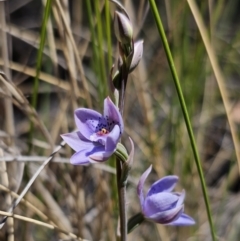 Thelymitra juncifolia (Dotted Sun Orchid) at QPRC LGA - 1 Nov 2023 by Csteele4