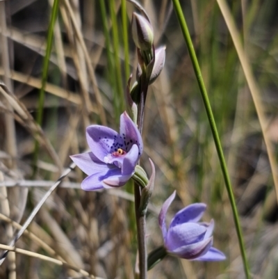 Thelymitra juncifolia (Dotted Sun Orchid) at Captains Flat, NSW - 1 Nov 2023 by Csteele4