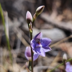 Thelymitra juncifolia at Captains Flat, NSW - suppressed