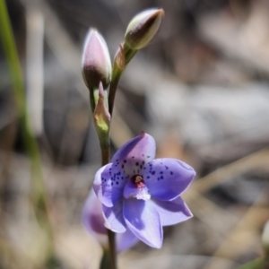 Thelymitra juncifolia at Captains Flat, NSW - suppressed