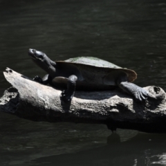 Emydura macquarii (Macquarie Turtle) at Ormiston, QLD - 31 Oct 2023 by PJH123