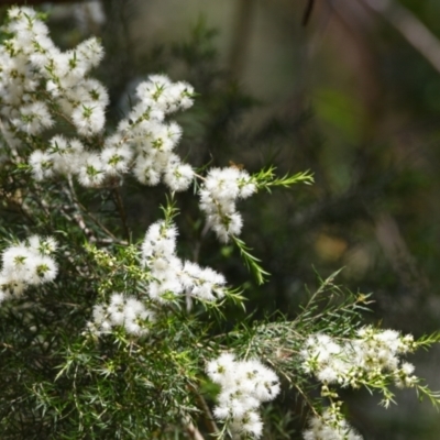 Unidentified Other Tree at Ormiston, QLD - 31 Oct 2023 by PJH123