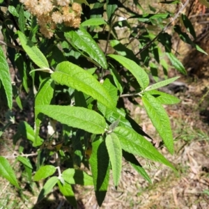 Olearia lirata at Canberra Central, ACT - 1 Nov 2023 12:59 PM