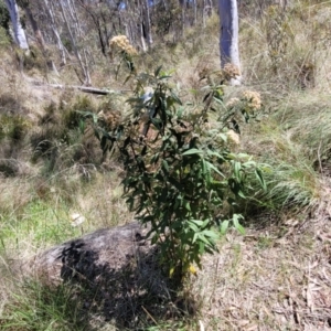 Olearia lirata at Canberra Central, ACT - 1 Nov 2023 12:59 PM