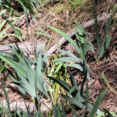 Iris germanica (Tall Bearded Iris) at Black Mountain - 1 Nov 2023 by trevorpreston
