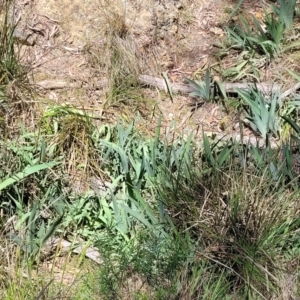 Iris germanica at Canberra Central, ACT - 1 Nov 2023