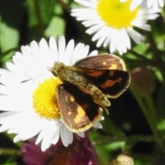 Ocybadistes walkeri (Green Grass-dart) at Wanniassa, ACT - 1 Nov 2023 by JohnBundock