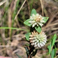 Pimelea linifolia (Slender Rice Flower) at Point 5816 - 1 Nov 2023 by trevorpreston