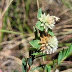 Pimelea linifolia at Canberra Central, ACT - 1 Nov 2023 12:55 PM