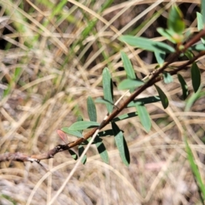 Pimelea linifolia at Canberra Central, ACT - 1 Nov 2023