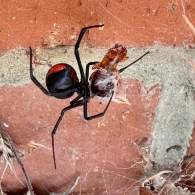 Latrodectus hasselti (Redback Spider) at Aranda, ACT - 31 Oct 2023 by KMcCue