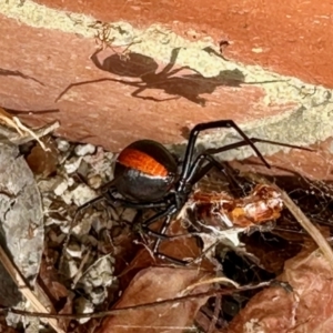 Latrodectus hasselti at Aranda, ACT - 1 Nov 2023