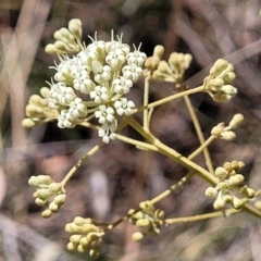 Astrotricha ledifolia (Common Star-hair) at Black Mountain - 1 Nov 2023 by trevorpreston