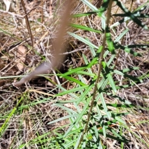 Astrotricha ledifolia at Canberra Central, ACT - 1 Nov 2023