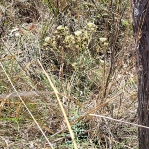 Astrotricha ledifolia at Canberra Central, ACT - 1 Nov 2023