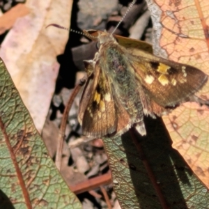 Trapezites phigalia at Canberra Central, ACT - 1 Nov 2023