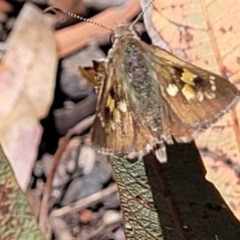 Trapezites phigalia at Canberra Central, ACT - 1 Nov 2023