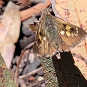 Trapezites phigalia at Canberra Central, ACT - 1 Nov 2023