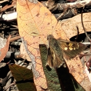 Trapezites phigalia at Canberra Central, ACT - 1 Nov 2023