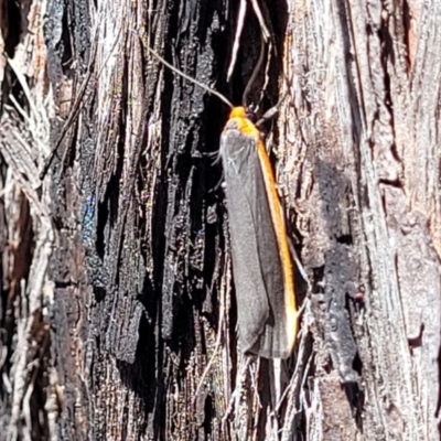 Palaeosia bicosta (Two-ribbed Footman) at Canberra Central, ACT - 1 Nov 2023 by trevorpreston