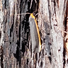 Palaeosia bicosta at Canberra Central, ACT - 1 Nov 2023 12:45 PM