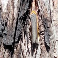 Palaeosia bicosta at Canberra Central, ACT - 1 Nov 2023 12:45 PM