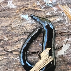 Parakontikia ventrolineata (Stripe-bellied flatworm) at Black Mountain - 1 Nov 2023 by trevorpreston