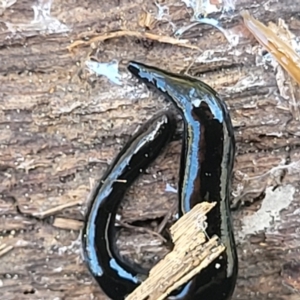 Parakontikia ventrolineata at Canberra Central, ACT - 1 Nov 2023