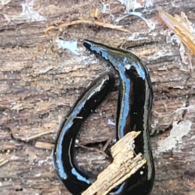 Parakontikia ventrolineata (Stripe-bellied flatworm) at Black Mountain - 1 Nov 2023 by trevorpreston