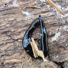 Parakontikia ventrolineata at Canberra Central, ACT - 1 Nov 2023