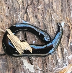 Parakontikia ventrolineata at Canberra Central, ACT - 1 Nov 2023