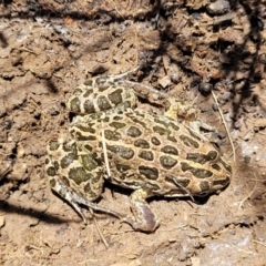 Limnodynastes tasmaniensis (Spotted Grass Frog) at Point 5816 - 1 Nov 2023 by trevorpreston