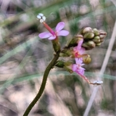 Stylidium graminifolium (grass triggerplant) at Canberra Central, ACT - 1 Nov 2023 by trevorpreston