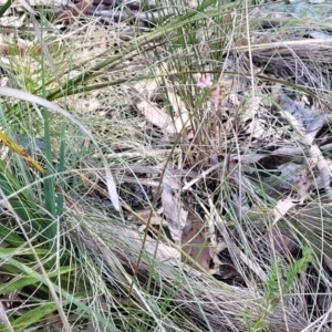 Stylidium graminifolium at Canberra Central, ACT - 1 Nov 2023