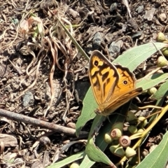 Heteronympha merope at Canberra Central, ACT - 1 Nov 2023