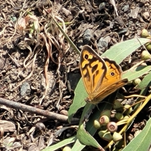 Heteronympha merope at Canberra Central, ACT - 1 Nov 2023