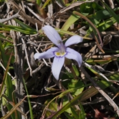 Isotoma fluviatilis subsp. australis (Swamp Isotome) at Tuggeranong, ACT - 24 Oct 2023 by BarrieR