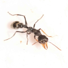 Myrmecia sp., pilosula-group (Jack jumper) at Bruce, ACT - 31 Oct 2023 by ConBoekel